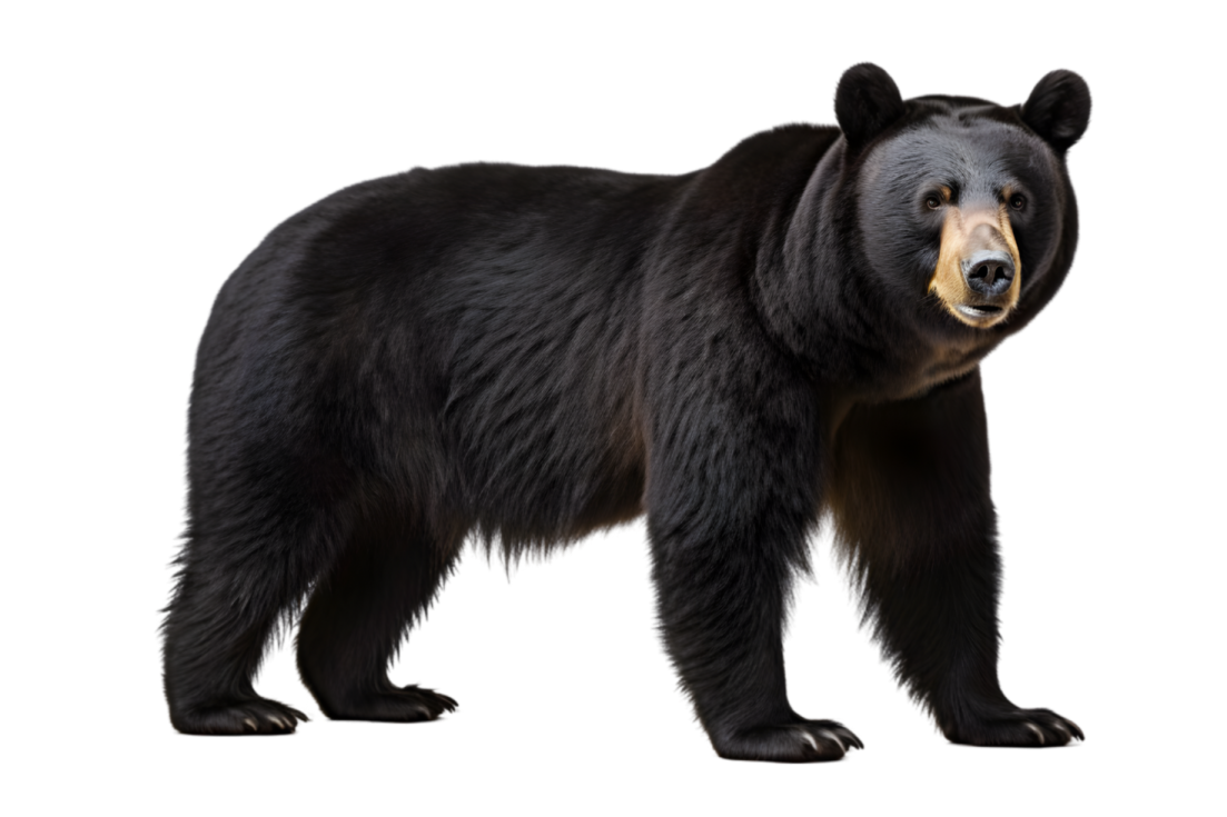 a black bear standing on a white background