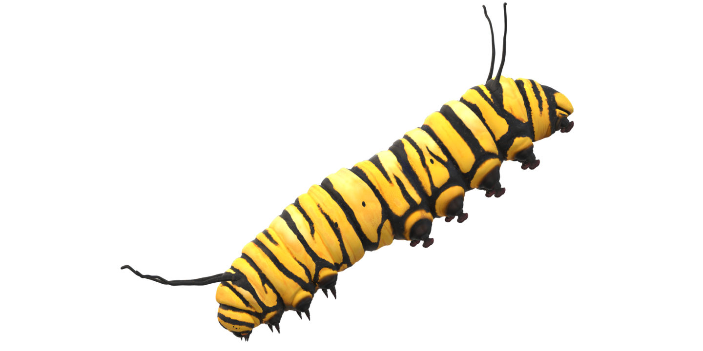 a yellow and black cater cater