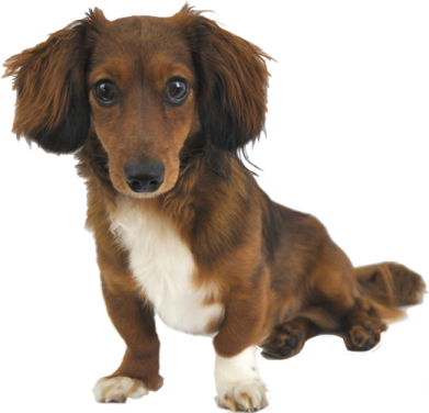 a small brown and white dog sitting down