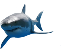 a great white shark swimming in the ocean