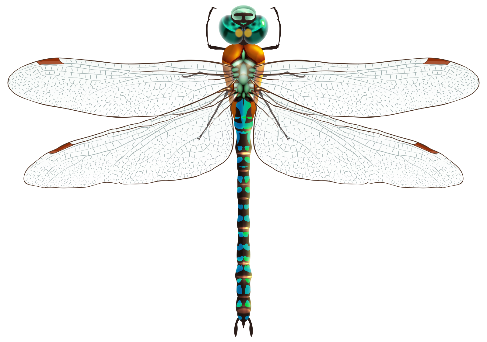 a colorful dragon on a white background