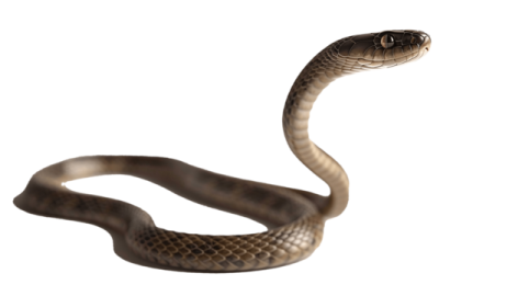 a brown snake on a white background