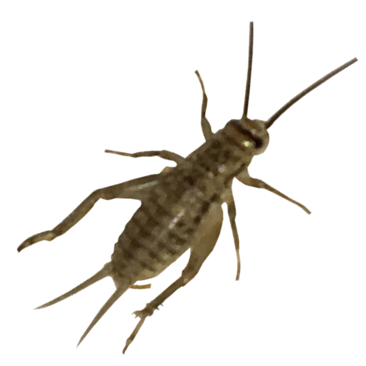 an insect on a white background