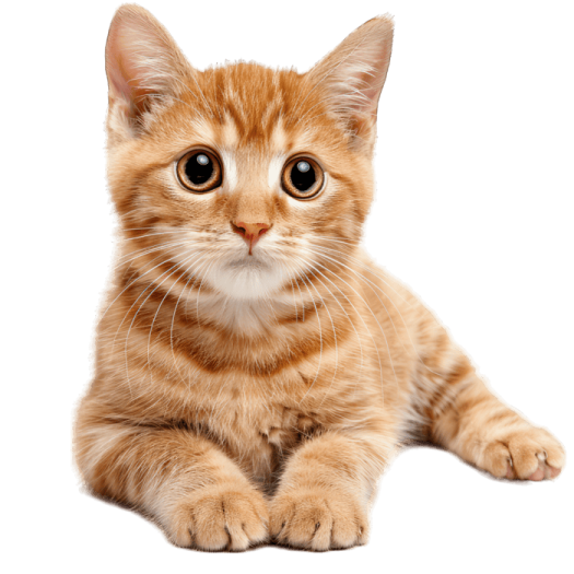 a small kitten laying down on a white surface