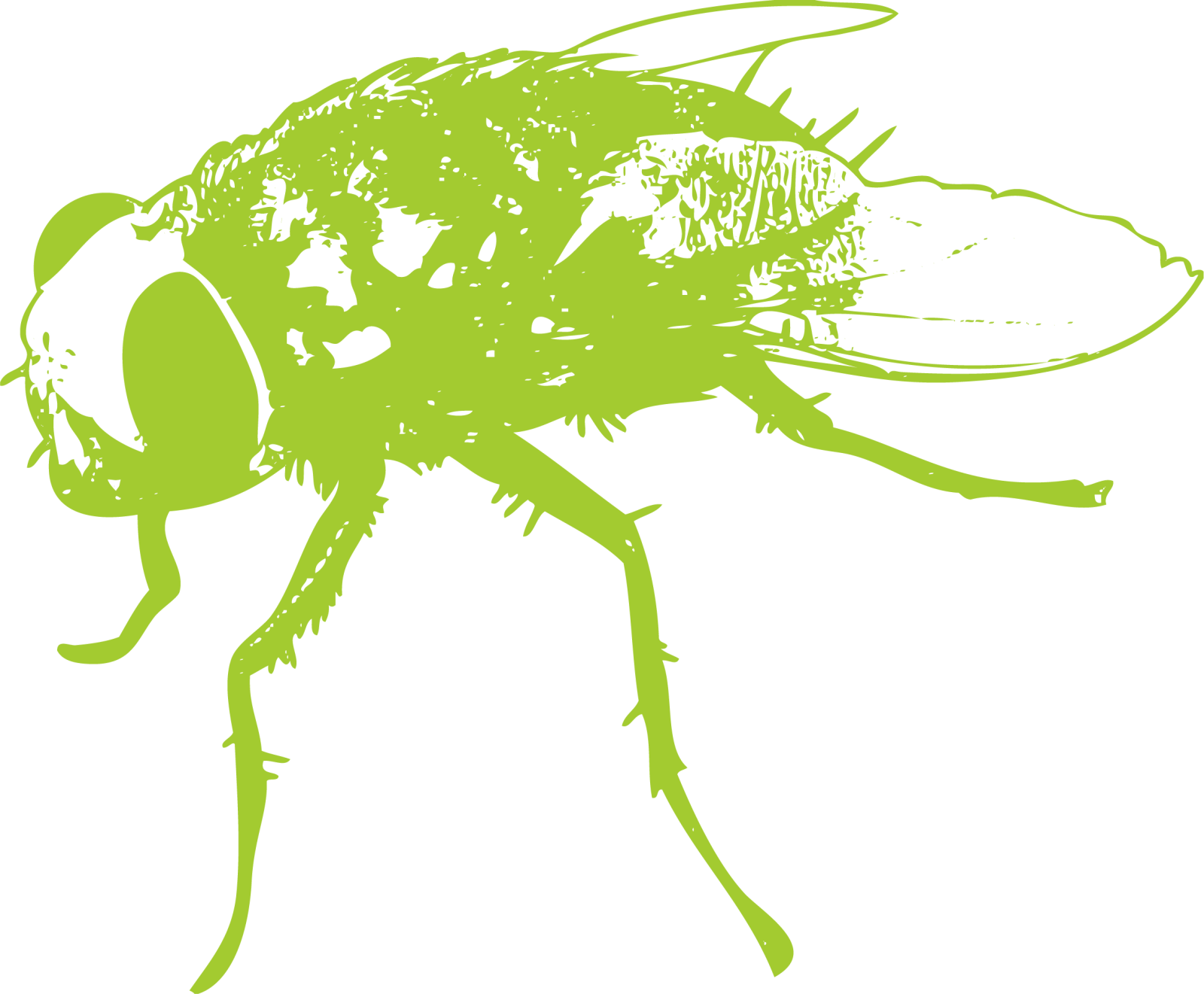 a drawing of a fly insect