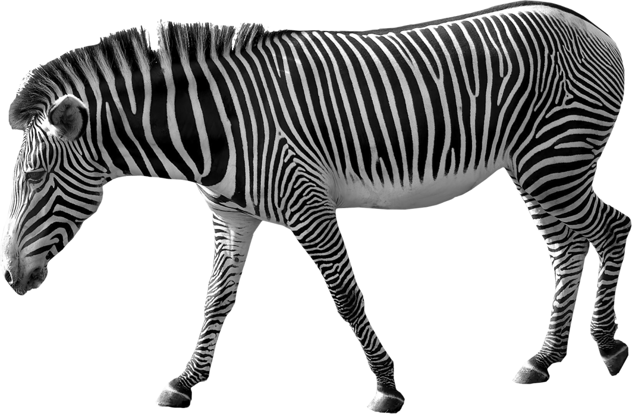 a zebra walking across a white background