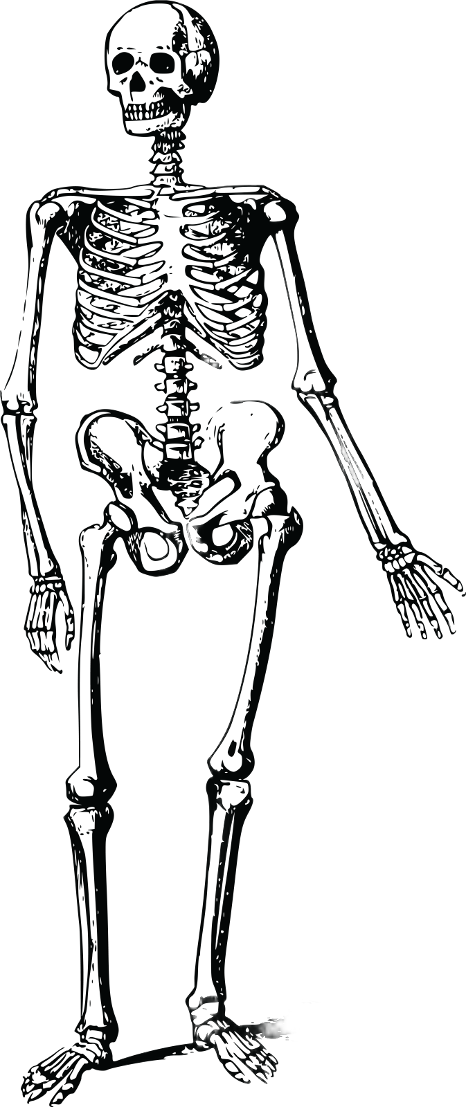 a black and white drawing of a skeleton