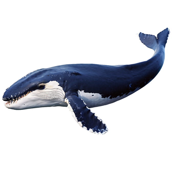 a blue whale swimming in the ocean