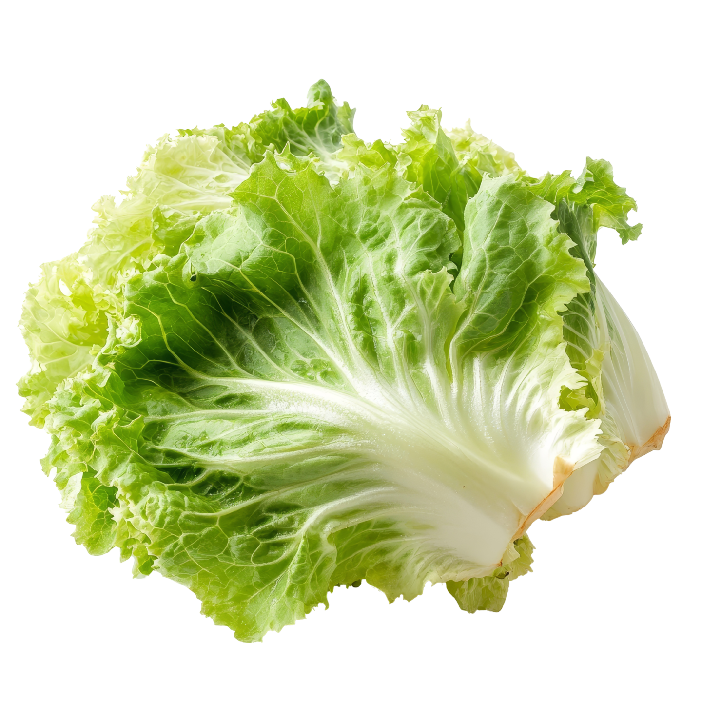 a lete leaf with green leaves on it