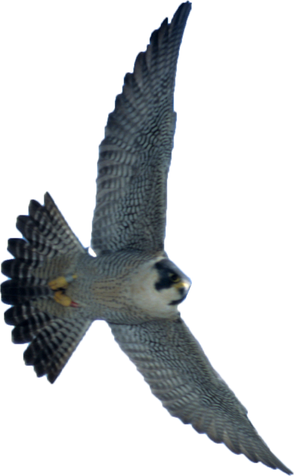 a bird flying in the air with its wings spread