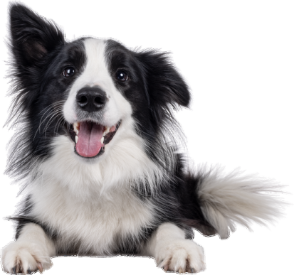 a black and white dog with its tongue out