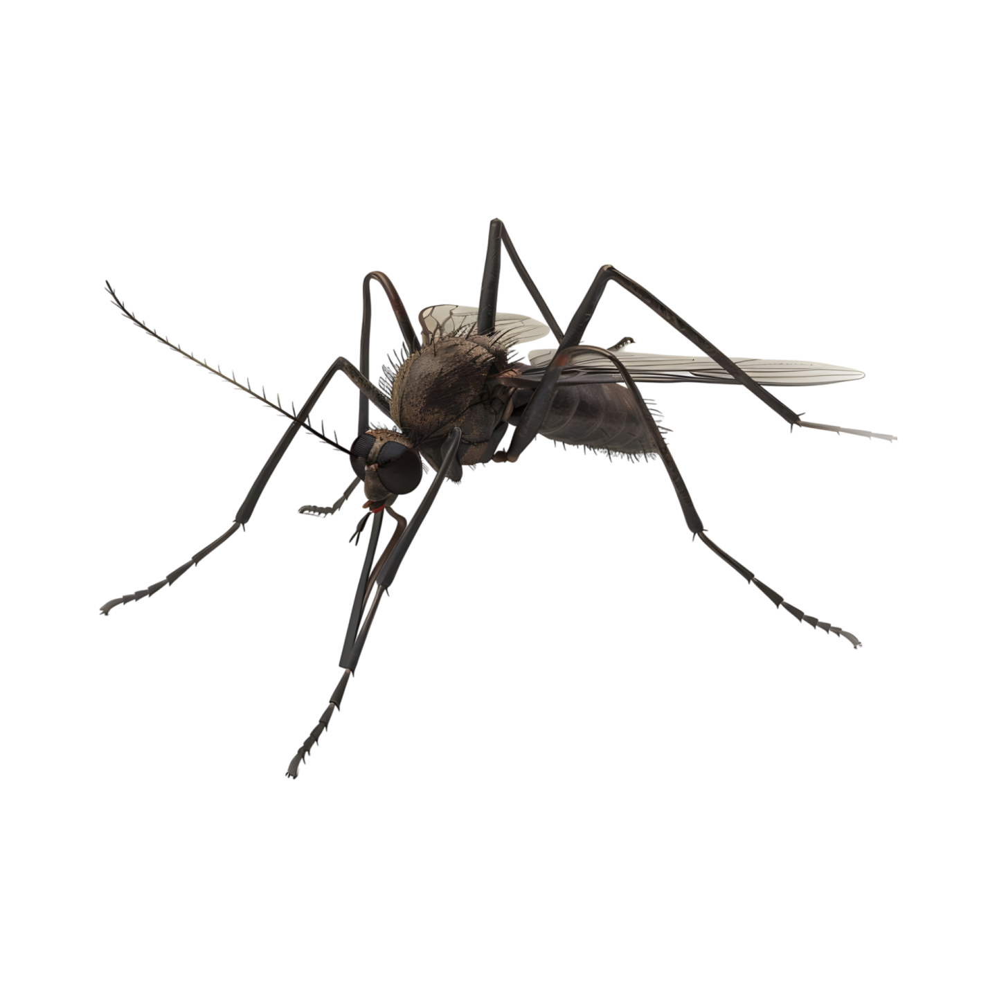 a close up of a mosquito on a white background