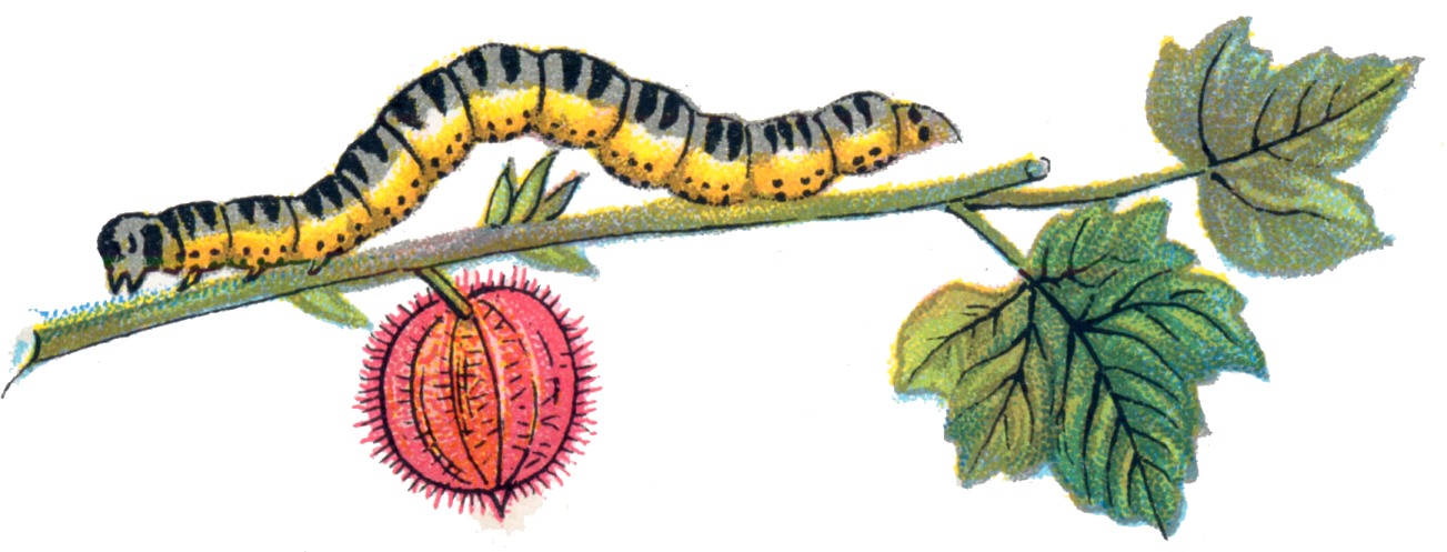 a drawing of a cater cater on a branch
