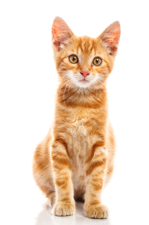 a small orange kitten sitting on a white surface