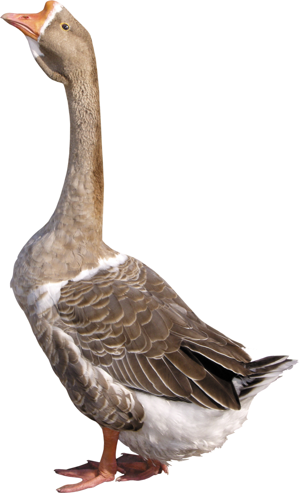 a duck is standing on a white surface