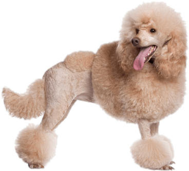 a small brown poodle dog with its tongue out