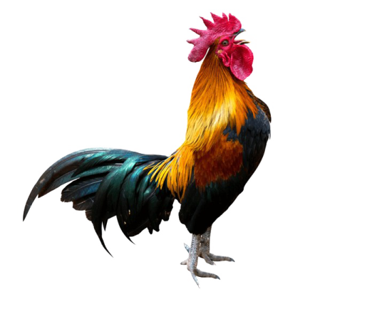 a rooster standing on top of a white surface