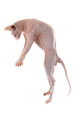 a white cat is jumping in the air