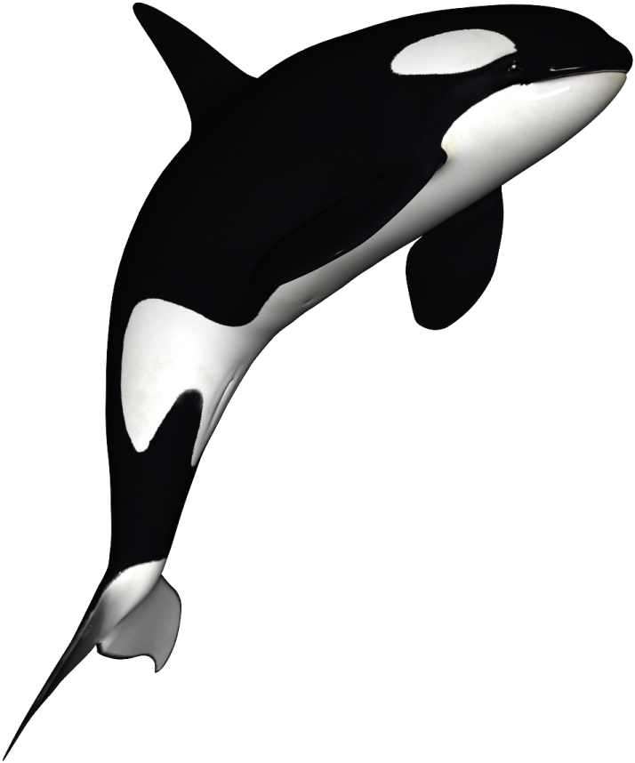 a black and white orca in the air