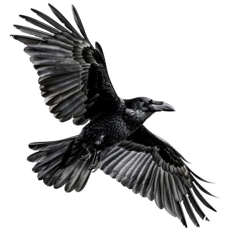 a black bird flying through the air
