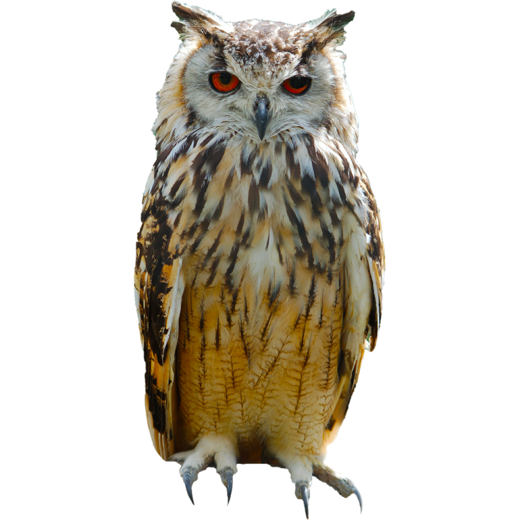 a close up of an owl with red eyes