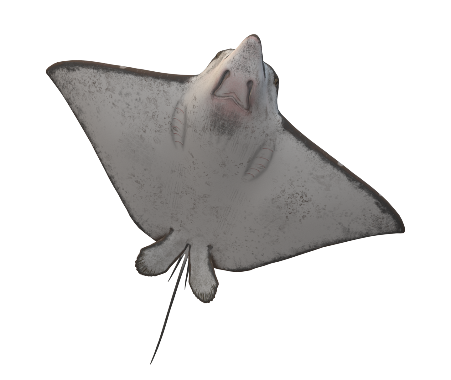 a manta ray on a white background