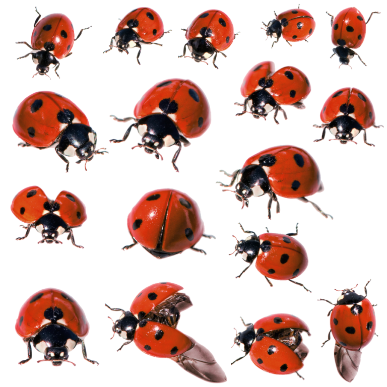 a group of ladybuns on a white background