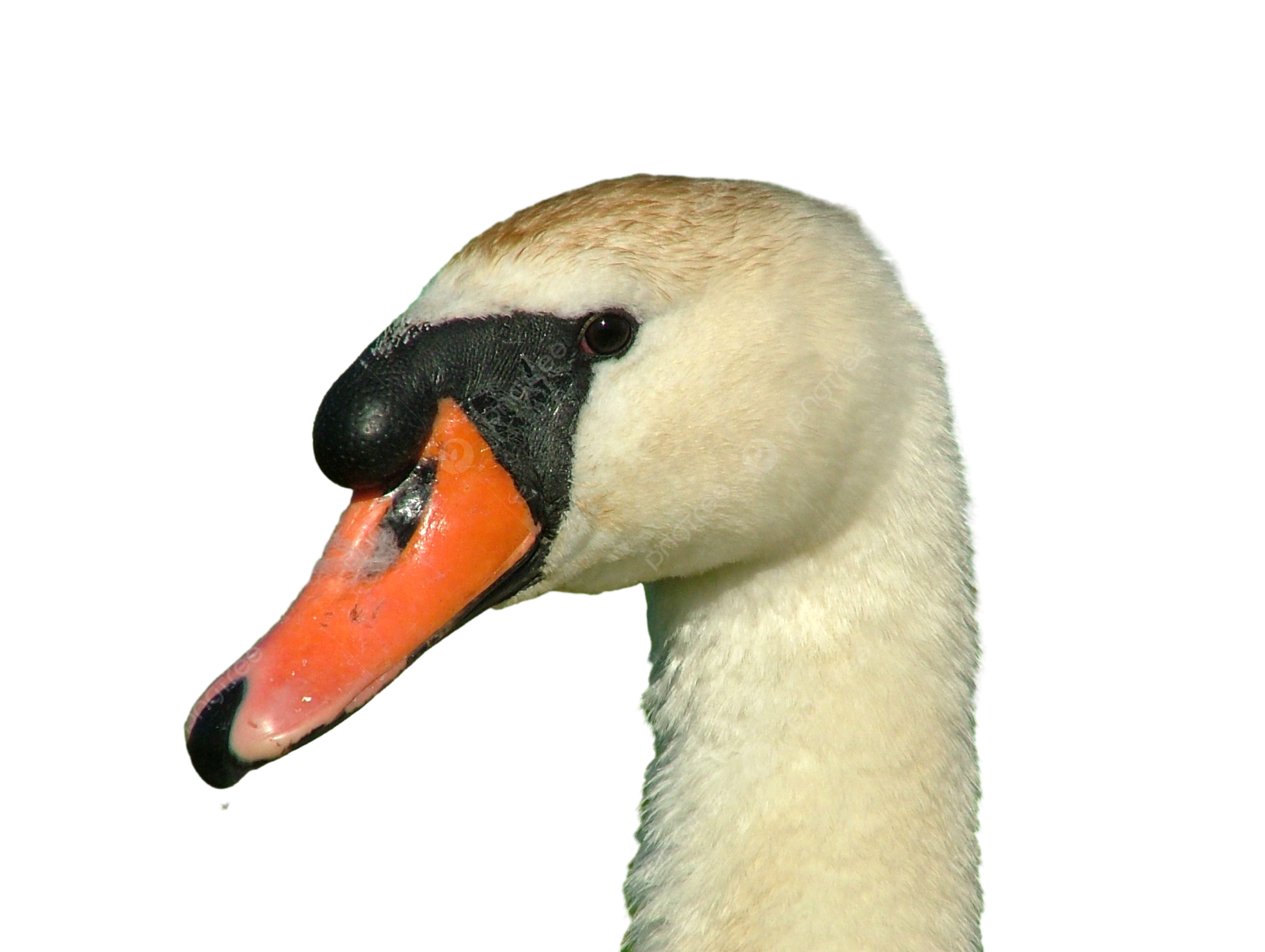 a close up view of a swan's head