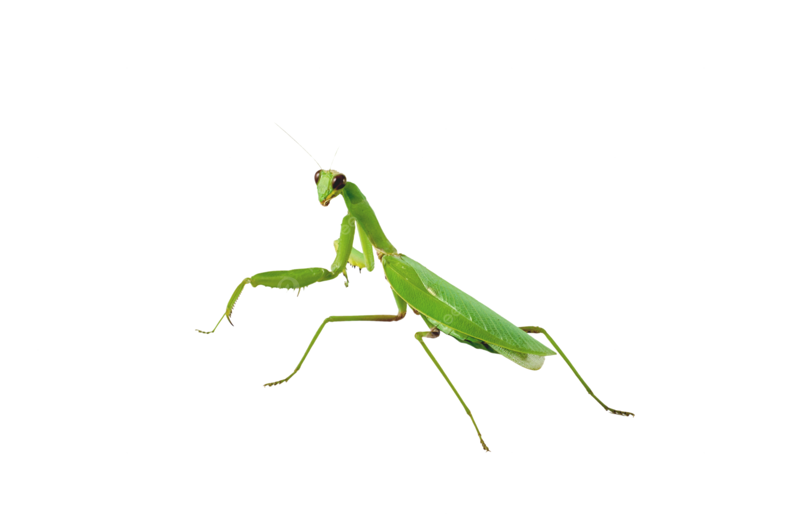 a praying mantis on a white background
