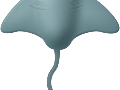 an image of a manta