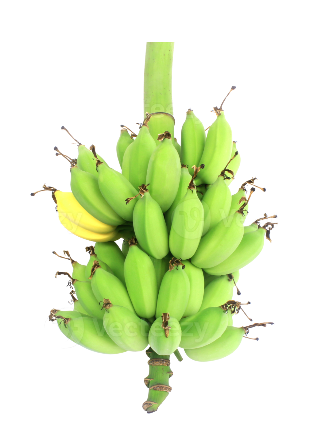 bunch of green bananas