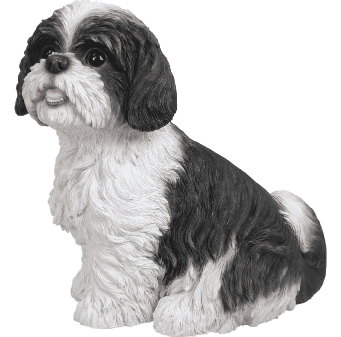a black and white dog sitting on a white background