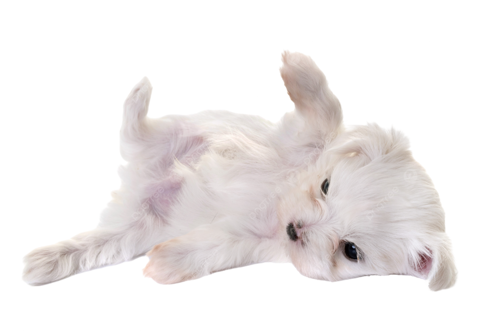 a small white dog laying on its back