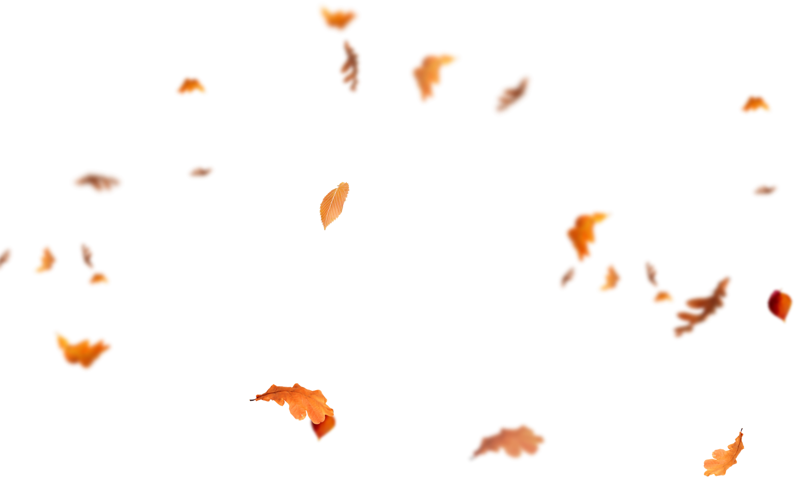 a group of leaves flying in the air