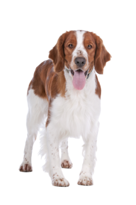 a brown and white dog with its tongue out