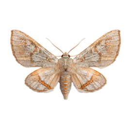 a moth on a white background