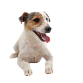a small white and brown dog with its tongue out