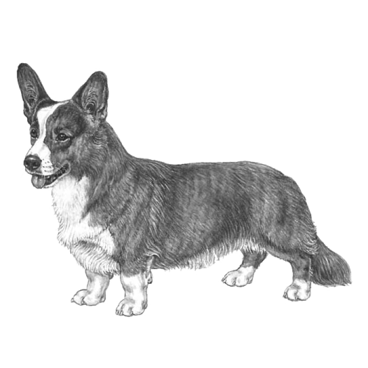 a black and white drawing of a dog