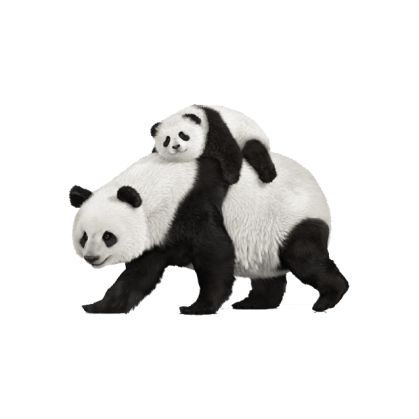 two panda bears are standing next to each other
