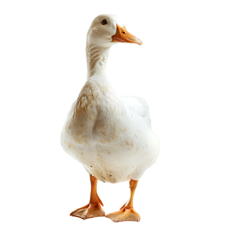 a white duck standing on its hinds