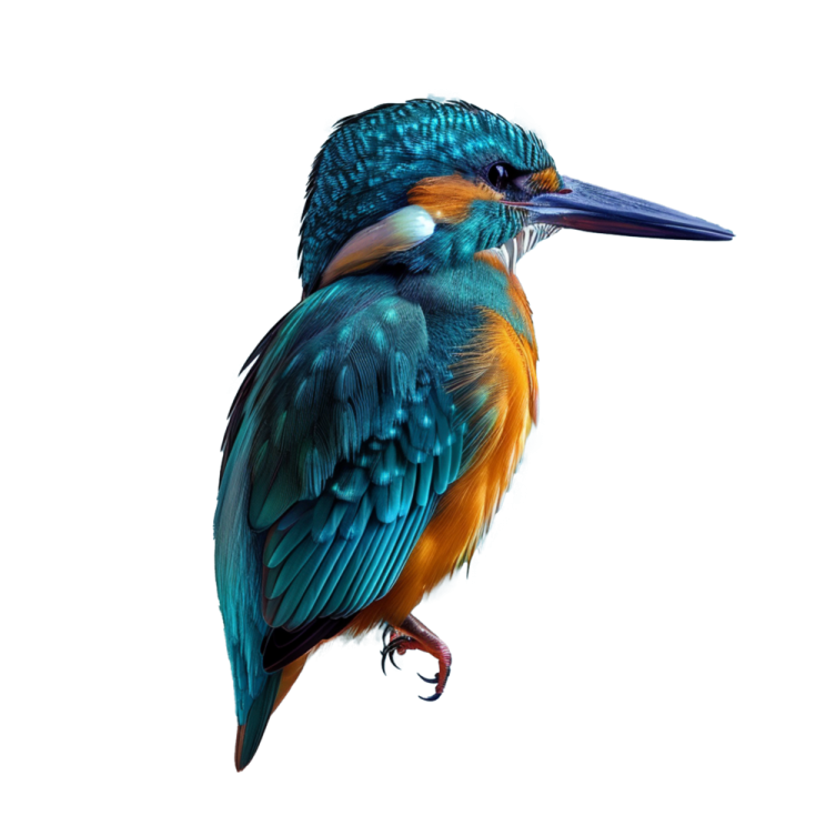 a close up of a bird on a white background
