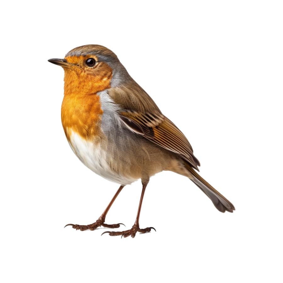 a small bird standing on a white surface