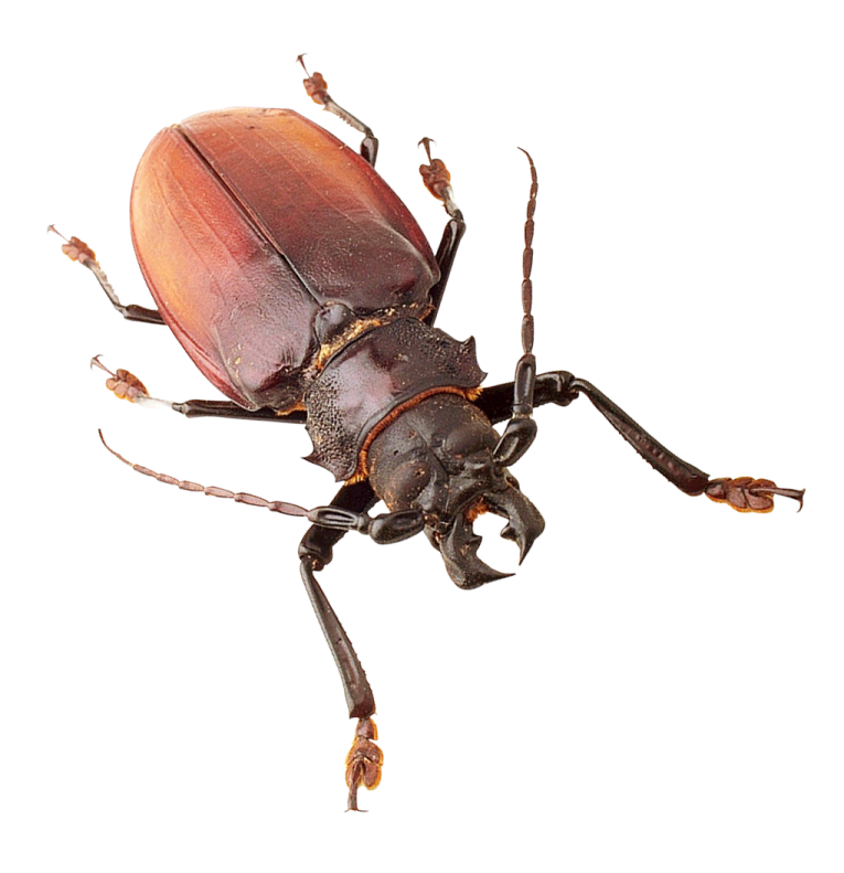 a close up of a beetle on a white background