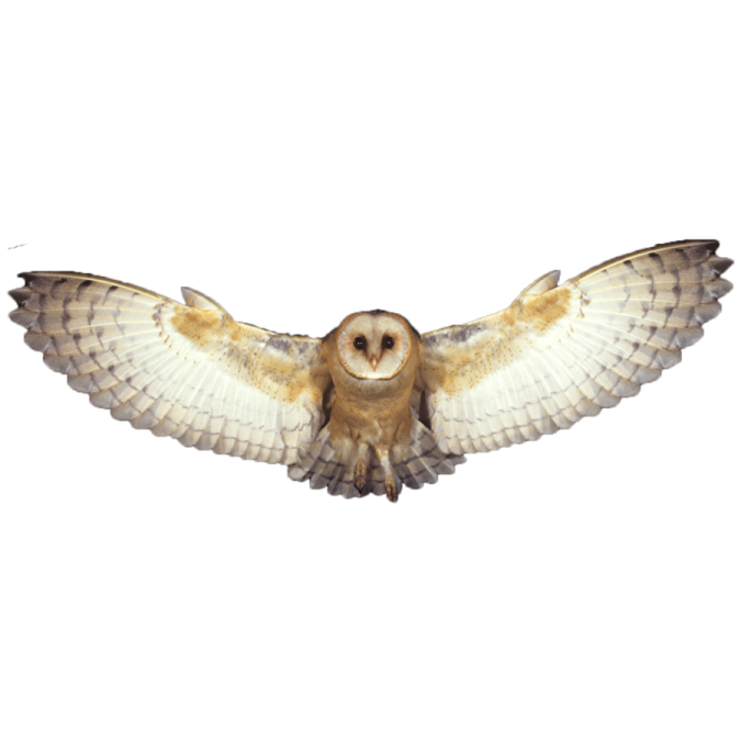 a barn owl flying in the air