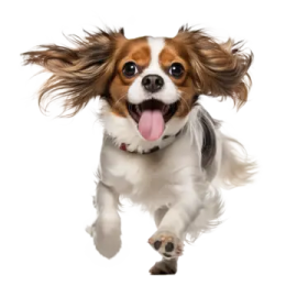 a dog with long hair running through the air