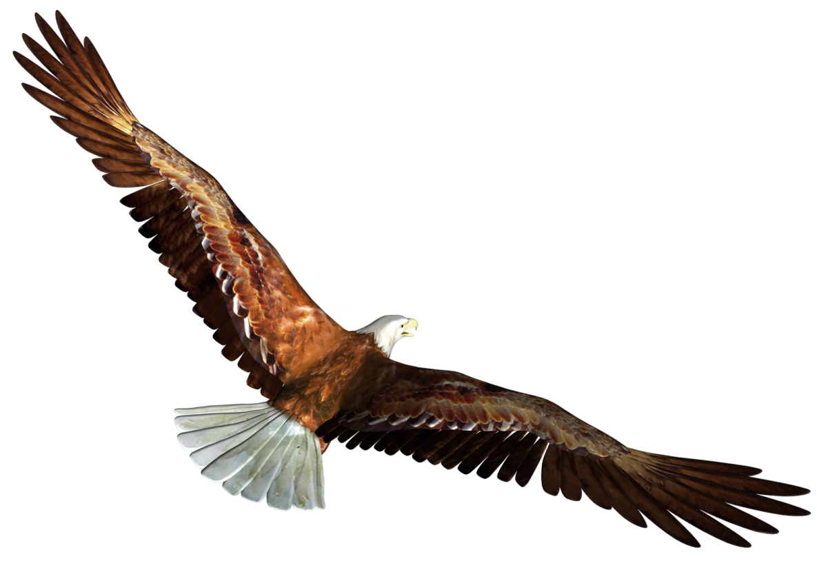 an eagle flying in the air with its wings spread