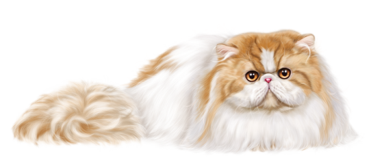 a brown and white cat with long hair