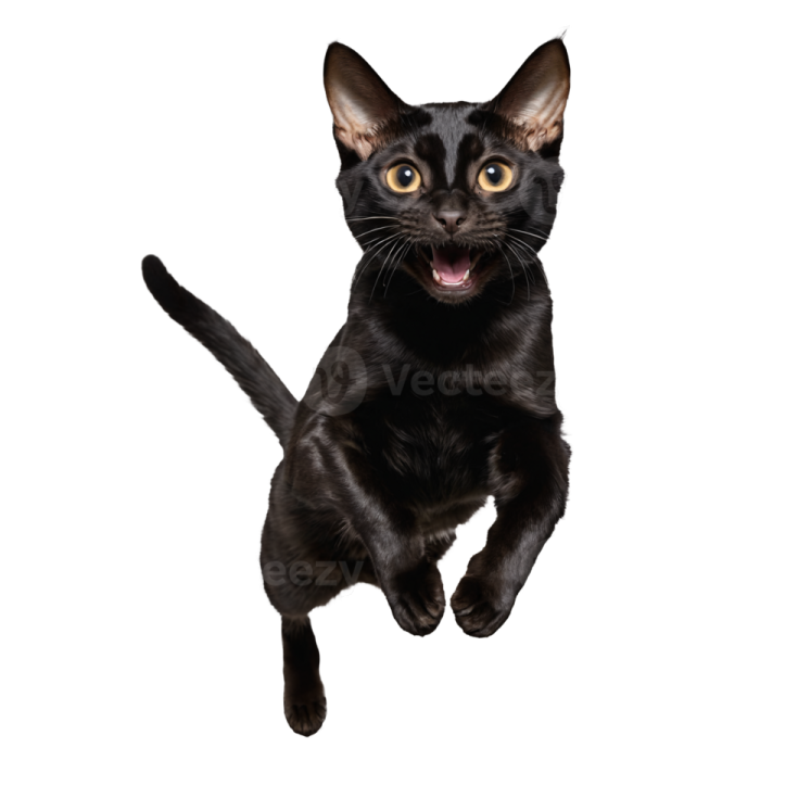 a black cat is jumping in the air