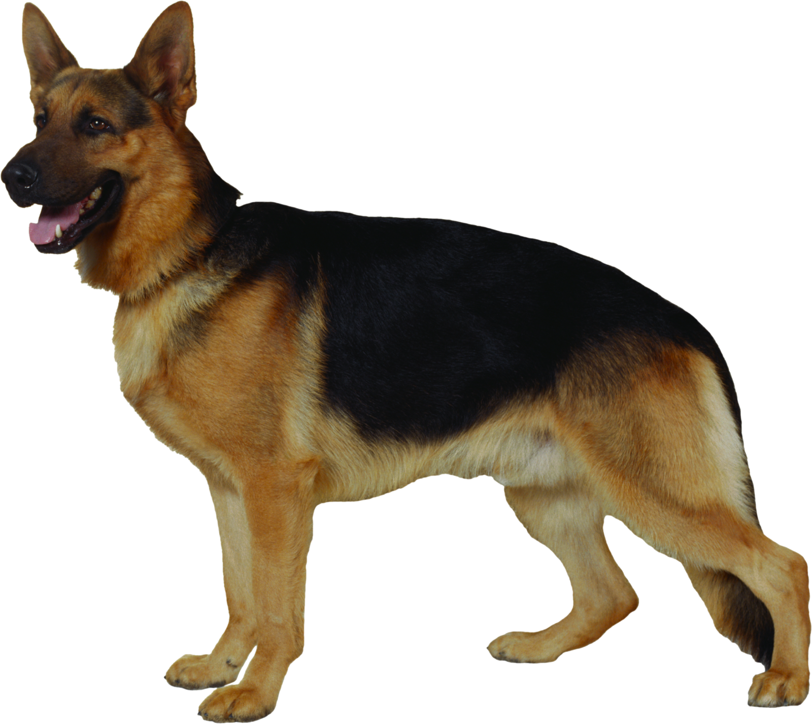 a german shepherd dog standing on a white background
