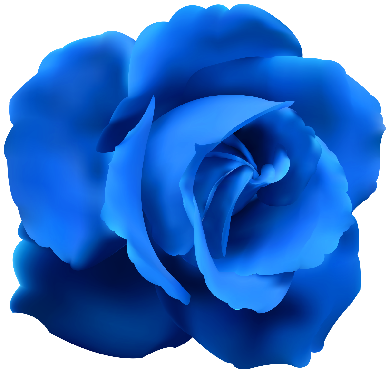 a blue rose on a white background